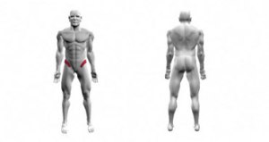 Image source: www.dotfit.com