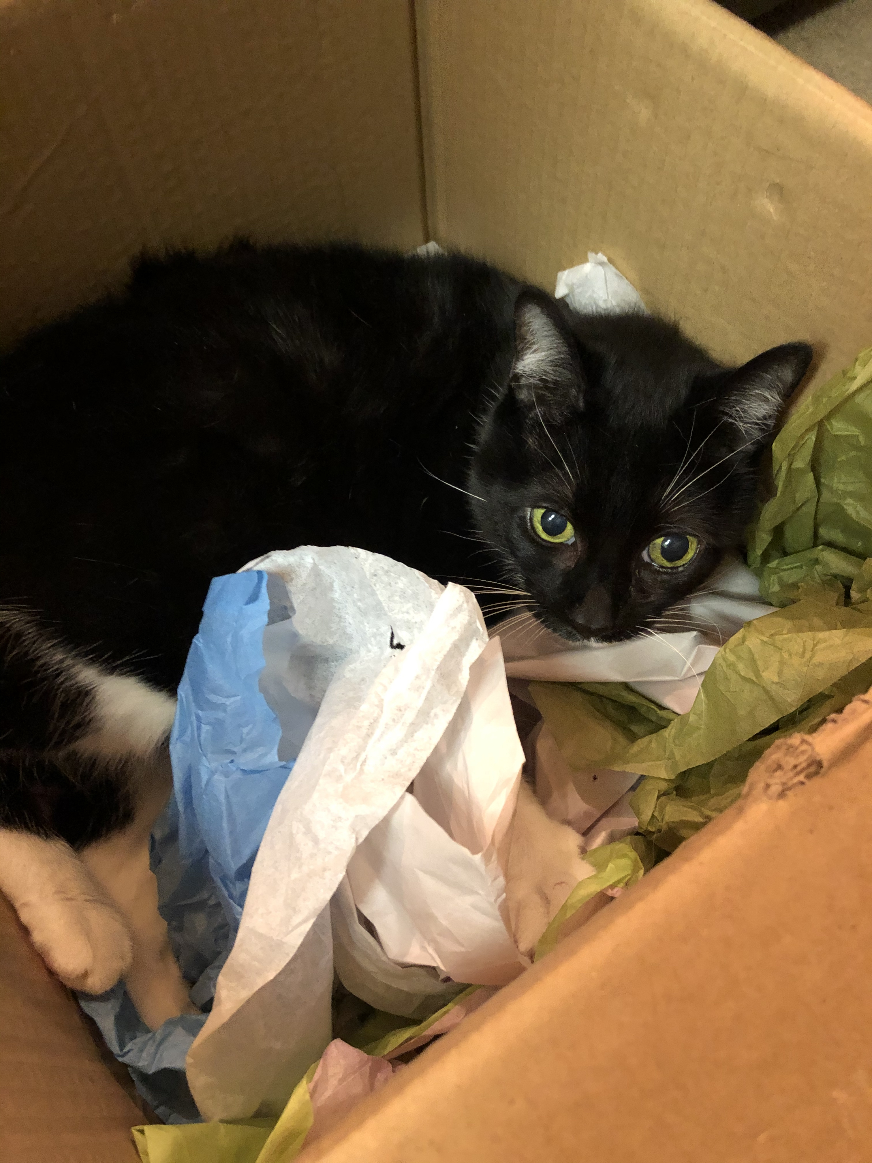 Laughter is Medicine